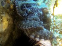Catalina Octopus.jpg