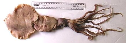 Echinoteuthis_dorsal.JPG