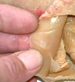 Echinoteuthis_mantle_locking_cartilage.JPG
