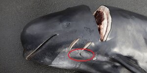 Pilot whale with sucker scars.jpg
