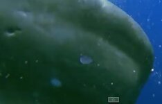 Sperm whale scars.jpg