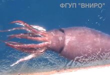Mesonychoteuthis caught on video nearby Russian trawler 2.jpg