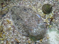 Cuttlefish Basics - Keeping a Cuttlefish as a Pet