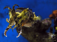 Keeping and Breeding Dwarf Cuttlefish (Sepia Bandensis Care)