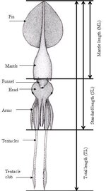 Giant Squid and Colossal Squid Fact Sheet