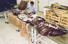 Large Squid Fixing and Preservation Notes