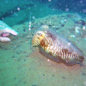 Wild Cuttlefish, off Tenerife