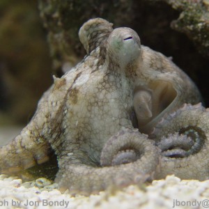 Jon Bondy's octopus