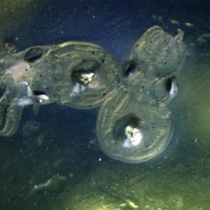 Larval octopus, by Dr. Steve O'Shea (1 of 5)