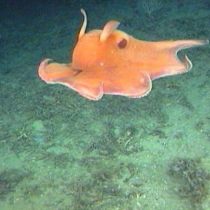 Opisthoteuthis