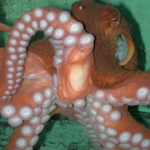 Giant Pacific Octopus (Seattle Aquarium)
