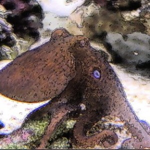 Modified Octopus Photo