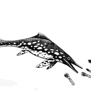 ichthysosaur chasing cephs