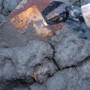 Fossil Nautilus as found