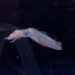 This is another one of the last two Broad Squid