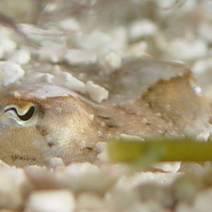 Juvenile cuttlefish hiding in the substrate