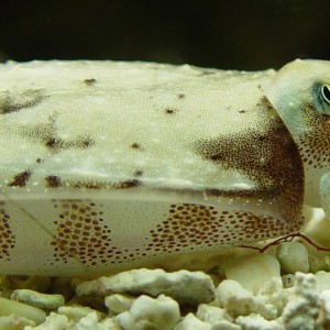 Closeup of juvenile cuttlefish sitting on substrate