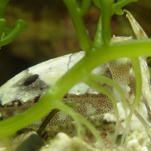 Juvenile cuttlefish closeup