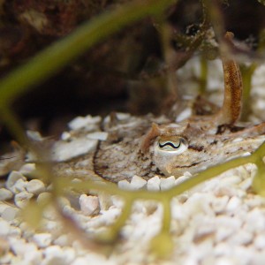 Juvenile cuttlefish sitting on top of the substrate