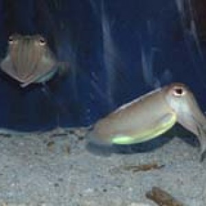 pair of cuttlefish