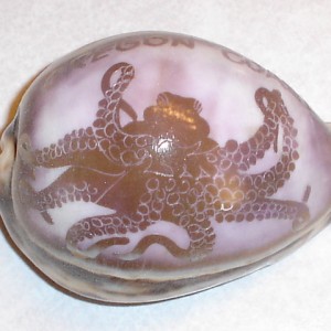 Octopus shell