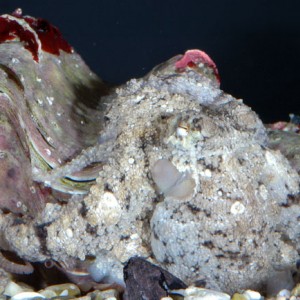 Ocotpus aculeatus male