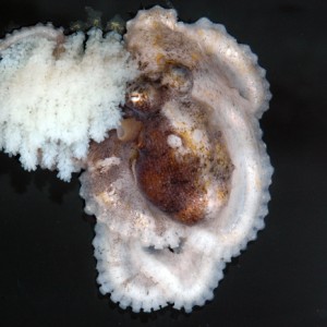Octopus aculeatus female brooding eggs