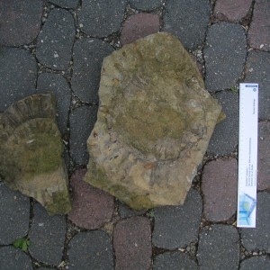 Large ammonite relics