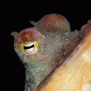 Octopus rubescens eye horn