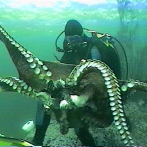 Pacific Giant Octopus