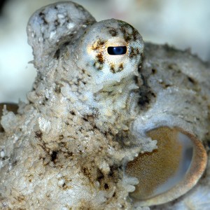 Abdopus aculeatus eye