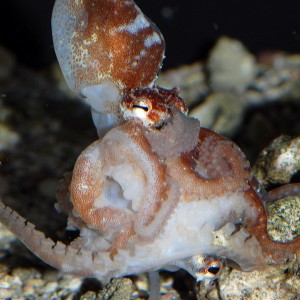 Rough sex: mating in Octopus mercatoris