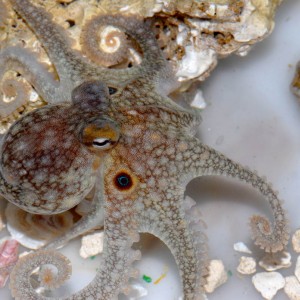 Octopus bimaculoides juvenile