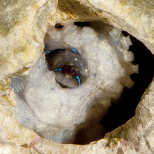 Hapalochlaena lunulata female guarding cavity