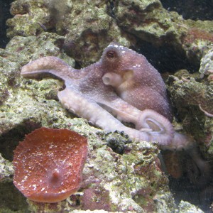 KaySoh 2009/09/29 - 2010/03/18 Octopus Briareus