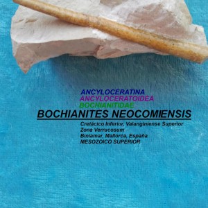 BOCHIANITES NEOCOMIENSIS
