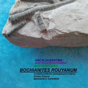 BOCHIANITES ROUYANUM
