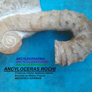 ANCYLOCERAS ROCHI