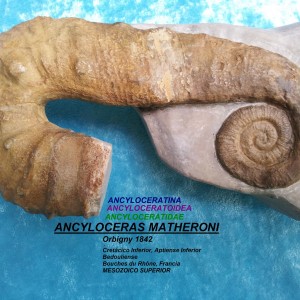 ANCYLOCERAS MATHERONI