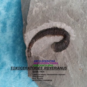 TOXOCERATOIDES ROYERIANUS