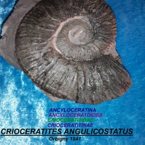 CRIOCERATITES ANGULICOSTATUS