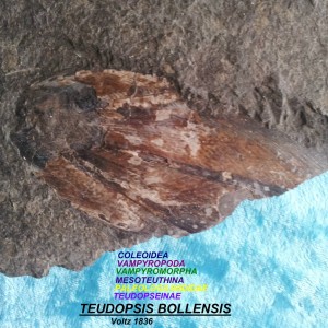 TEUDOPSIS BOLLENSIS