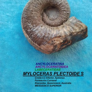 MYLOCERAS PLECTOIDES