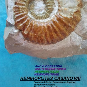 HEMIHOPLITES CASANOVAI