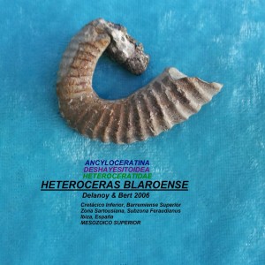 HETEROCERAS BLAROENSE