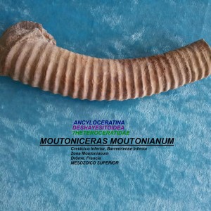 MOUTONICERAS MOUTONIANUM