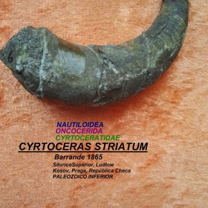 CYRTOCERAS STRIATUM