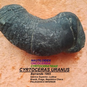 CYRTOCERAS URANUS