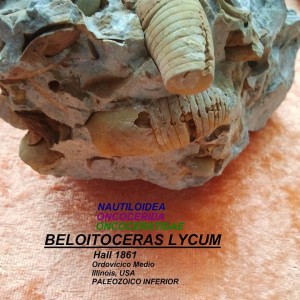 BELOITOCERAS LYCUM