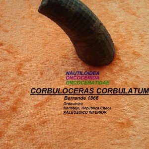 CORBULOCERAS CORBULATUS